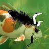 koido