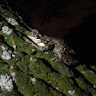 saraescobar