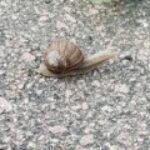 Profile picture of Little snail