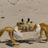 Profile picture of Zye Crab Boi