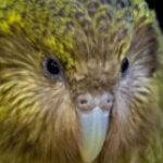 Profile picture of Kakapo RPG