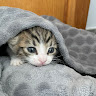 Kitty