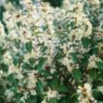 Osmanthusleaf or Ozzie