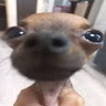 anthonymalaquiasdosreis