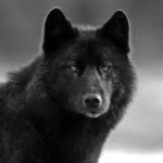 Profile picture of wolf