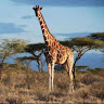 Profile picture of getigerte Giraffe