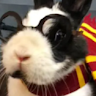 bunnybebunny